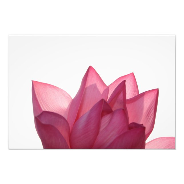 Lotus flower [Nelumbio speciosum] in full Photo Print (Front)