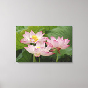 Lotus flower, Nelumbo nucifera, China 2 Canvas Print