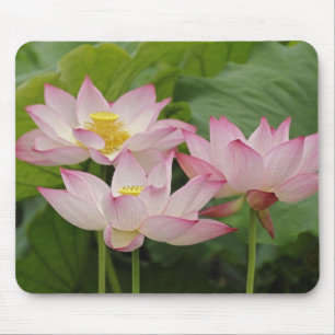 Lotus flower, Nelumbo nucifera, China 2 Mouse Mat