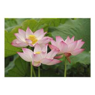 Lotus flower, Nelumbo nucifera, China 2 Photo Print