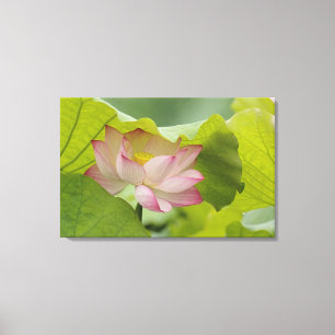 Lotus flower, Nelumbo nucifera, China Canvas Print
