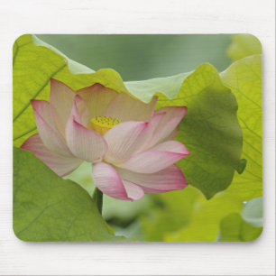 Lotus flower, Nelumbo nucifera, China Mouse Mat