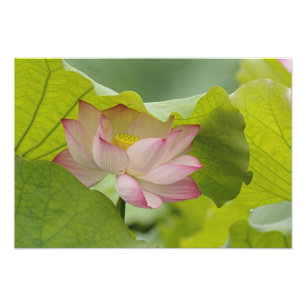 Lotus flower, Nelumbo nucifera, China Photo Print