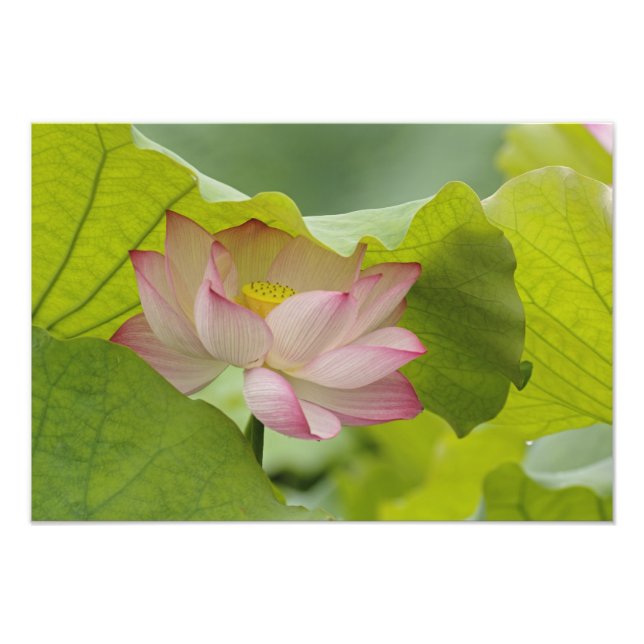 Lotus flower, Nelumbo nucifera, China Photo Print (Front)