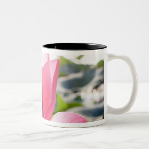 Lotus flower [Nelumbo speciosum] in full Two-Tone Coffee Mug