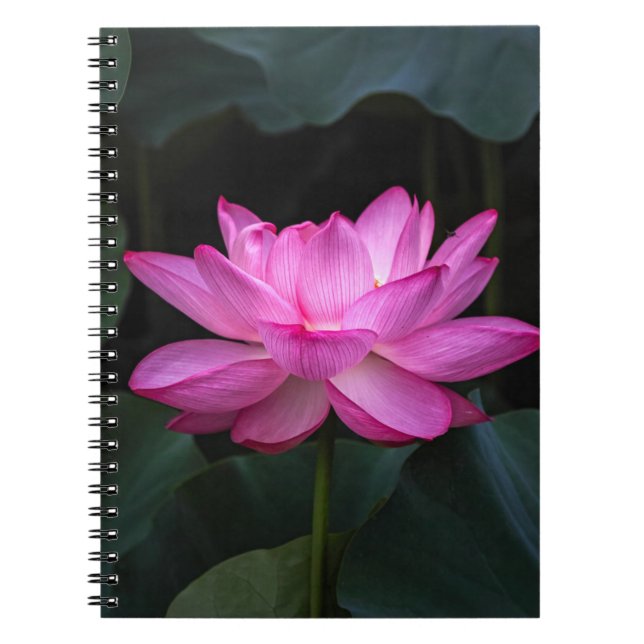 Lotus Flower Notebook (Front)