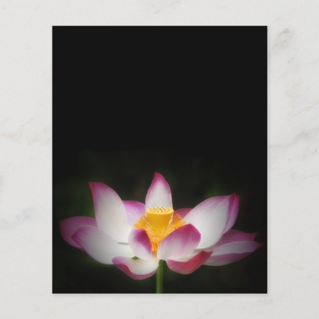 Lotus Flower Photography Great Yoga Om Gift! Flyer (Front)