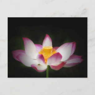 Lotus Flower Photography Great Yoga Om Gift! L Postcard