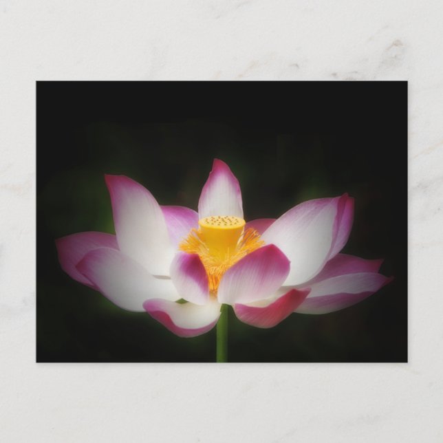 Lotus Flower Photography Great Yoga Om Gift! L Postcard (Front)