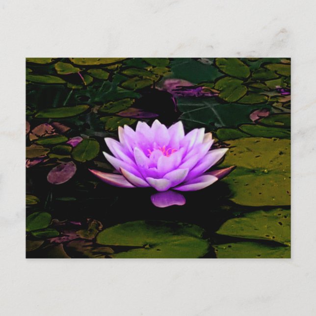 Lotus Flower Pink Green Floral Pond Zen Postcard (Front)