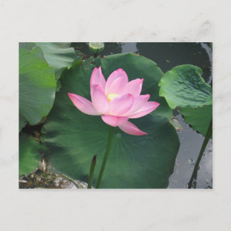 Lotus flower postcard