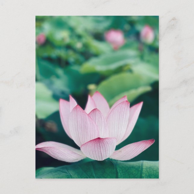Lotus Flower Postcard (Front)