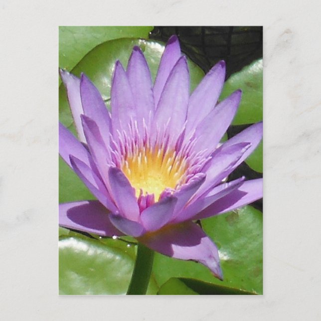 Lotus Flower Postcard (Front)