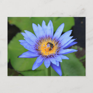 Lotus flower postcard
