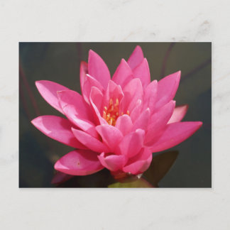 lotus  flower postcard
