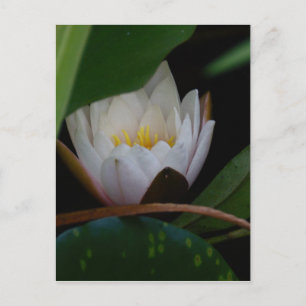 Lotus Flower Postcard