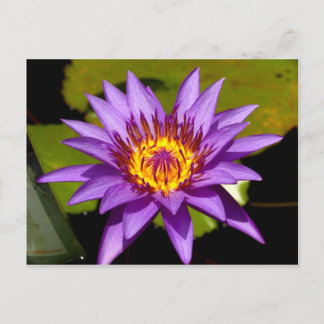 lotus flower postcard