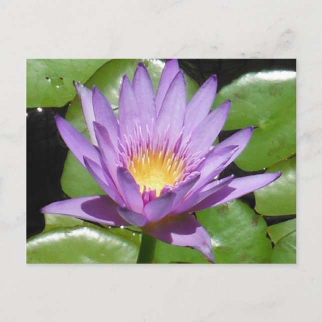 Lotus Flower Postcard (Front)