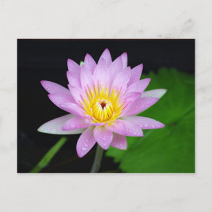 Lotus Flower Postcard