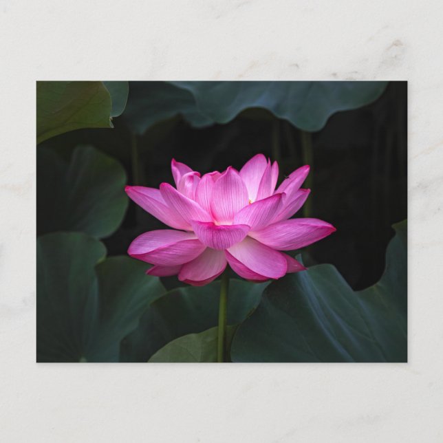 Lotus Flower Postcard (Front)