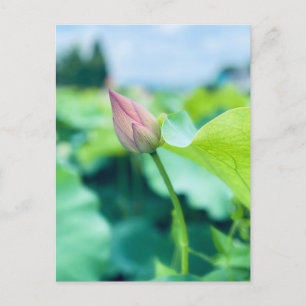 Lotus Flower Postcard