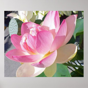 Lotus Flower Poster