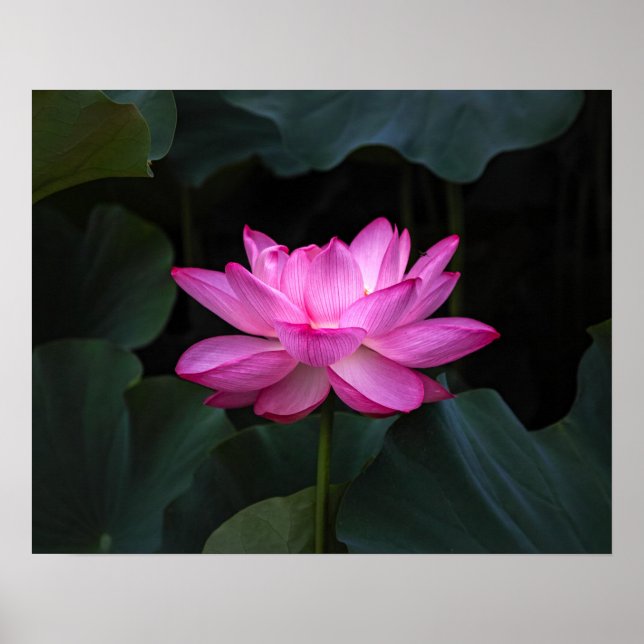Lotus Flower Poster (Front)