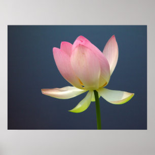 Lotus Flower Poster