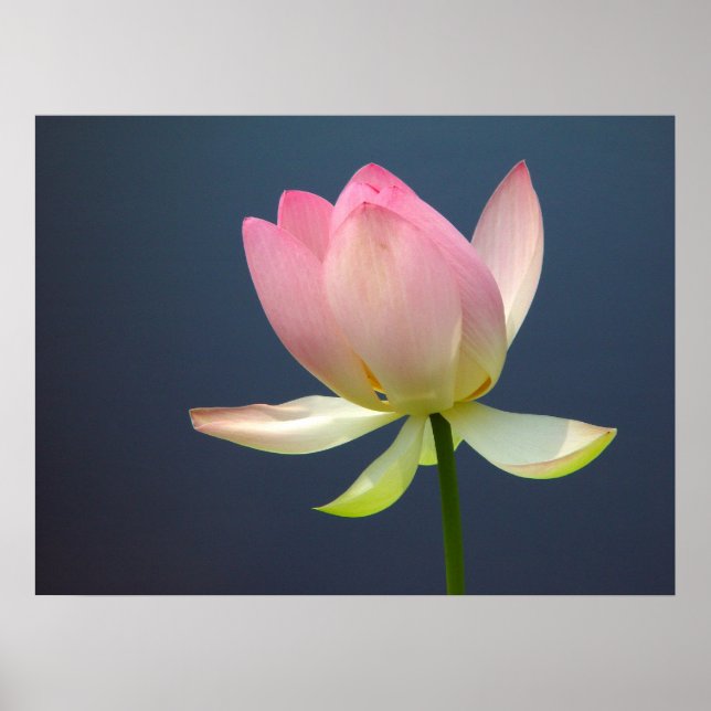 Lotus Flower Poster (Front)
