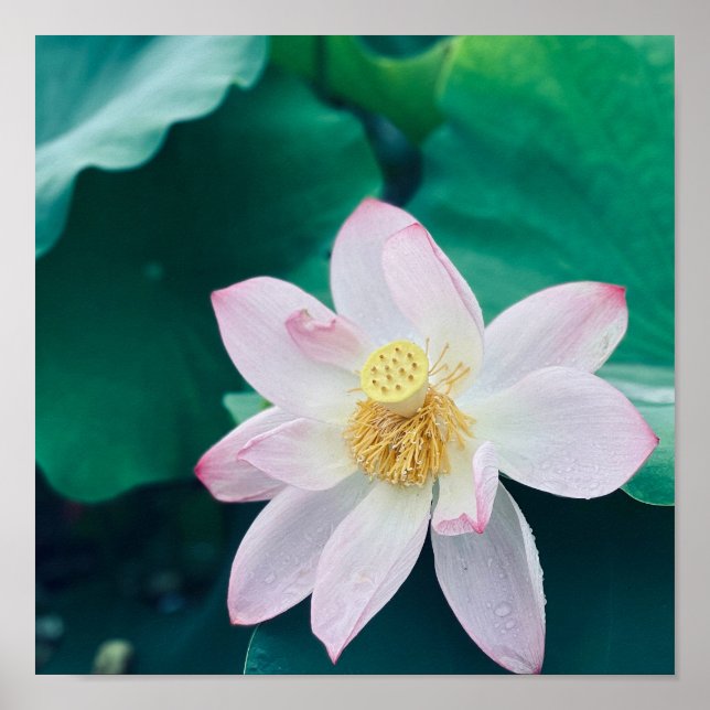 Lotus Flower Poster (Front)