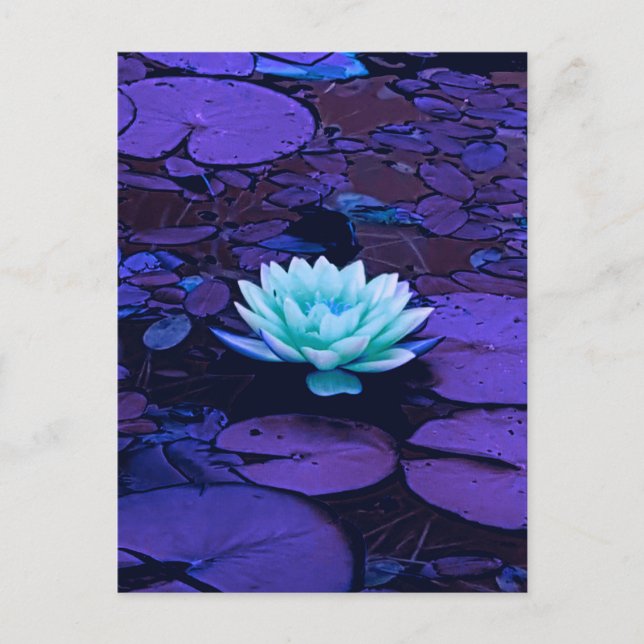 Lotus Flower Purple Blue Turquoise Floral Pond Zen Postcard (Front)