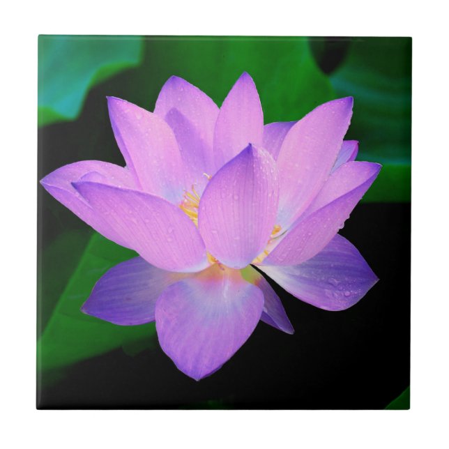 Lotus Flower Tile (Front)