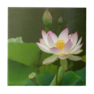 Lotus Flower Tile. Tile