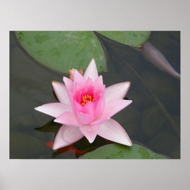 Lotus Flower/Waterlily Poster (Front)