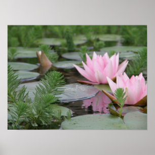 Lotus Flower/Waterlily Poster