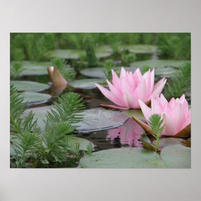 Lotus Flower/Waterlily Poster (Front)