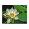 Lotus Flowering.