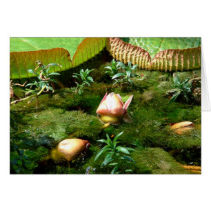 Lotus Flowers, Beautiful Nature / travel Asia