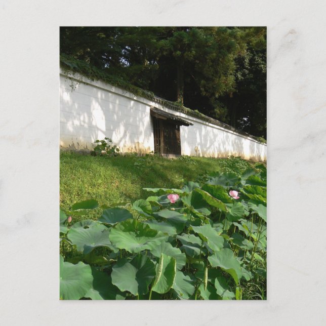 Lotus flowers in the Temple Moat Postcard (Front)