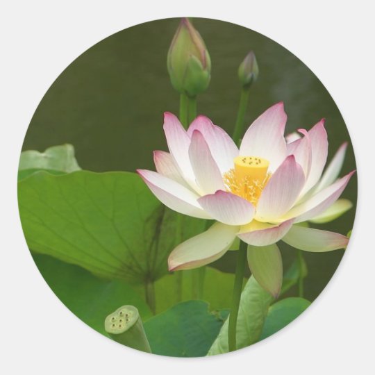 Lotus Flowers Ponds Classic Round Sticker