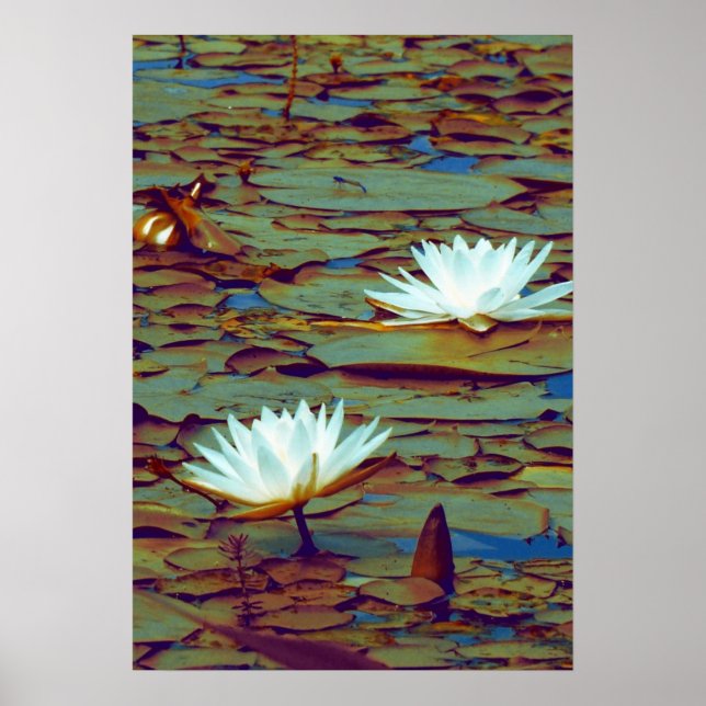 Lotus Flowers Poster (Front)