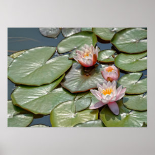 Lotus flowers poster