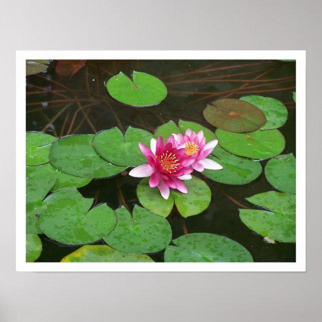 Lotus Flowers Poster (Front)