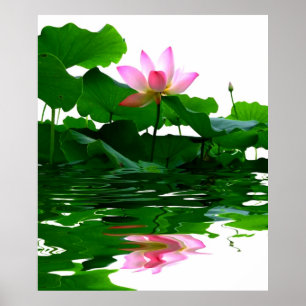 Lotus green water zen tranquillity peace beautiful poster