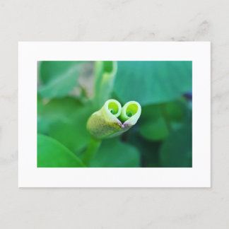 Lotus Heart Postcard