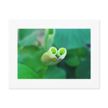 Lotus Heart Postcard