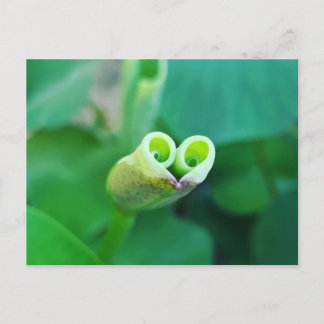 Lotus Heart Postcard