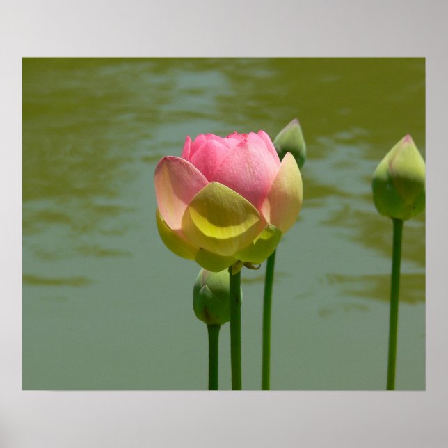 Lotus in Bloom Poster (Front)
