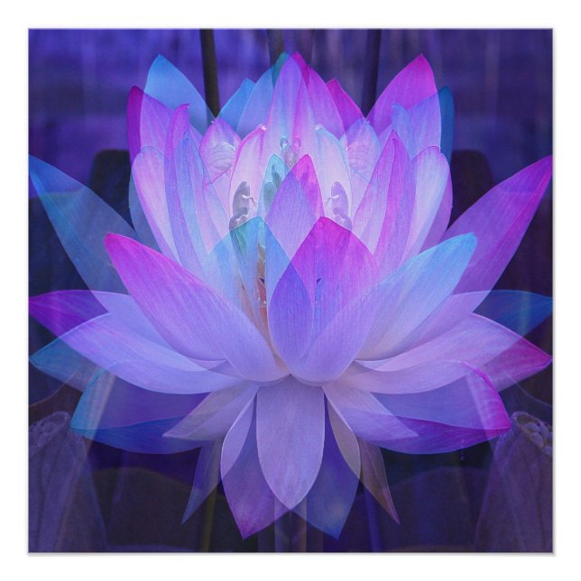 Lotus in Blue... Poster (Front)