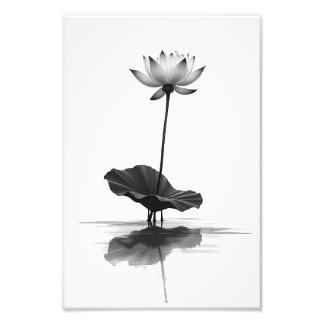 Lotus in Stillness Photo Print